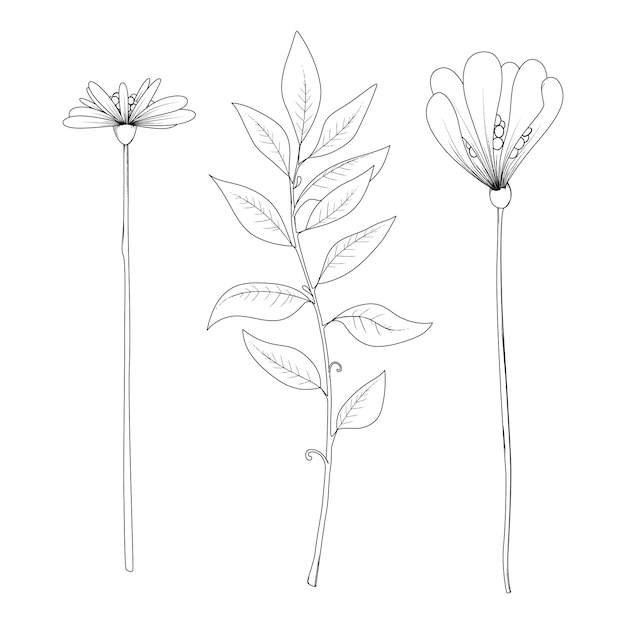 Collection of flower graphics black and white illustration set elements