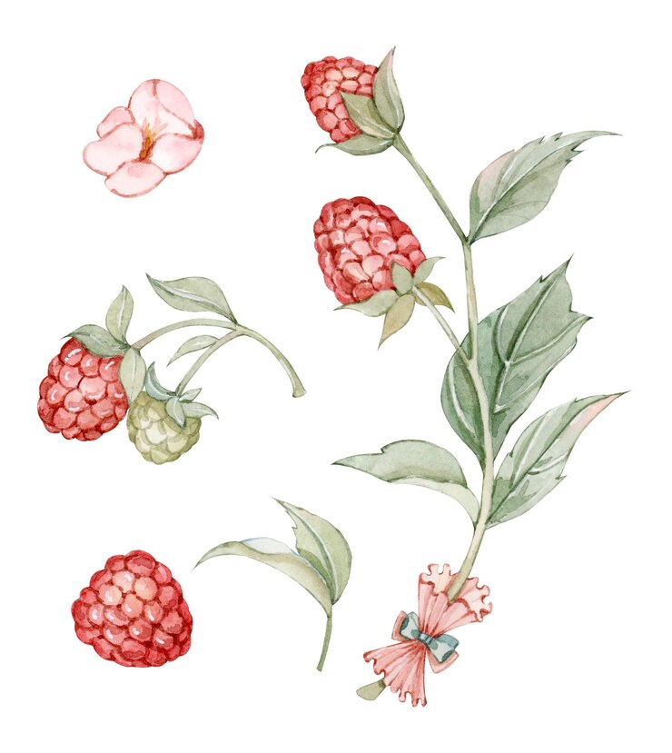 Vector a collection of flowers and berries from the collection of raspberries