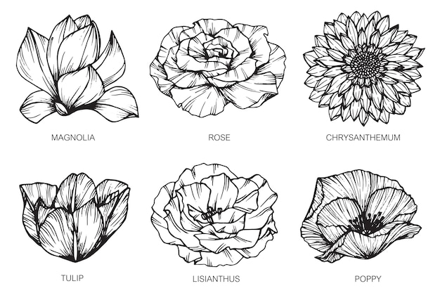 Collection of flowers drawing illustration