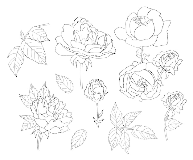 Collection flowers rose Hand drawn linear plants leaves and branches for design decor and decoration