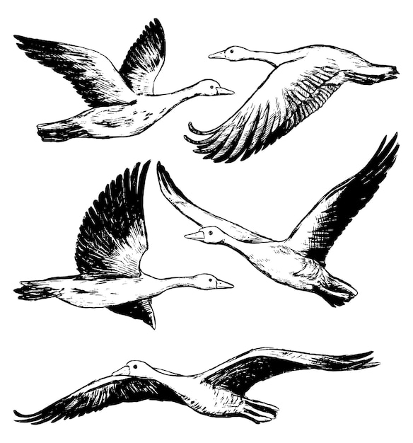 Collection of flying greylag geese isolated on white. Realistic ink sketches of wild birds, animals. Set of hand drawn vector illustration. Black vintage graphic elements for design.