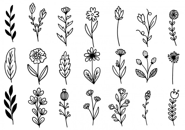 Collection forest fern eucalyptus art foliage natural leaves herbs in line style. decorative beauty elegant illustration for design hand drawn flower