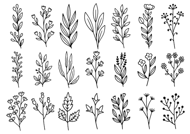 Collection forest fern eucalyptus art foliage natural leaves herbs in line style. decorative beauty elegant illustration for design hand drawn flower