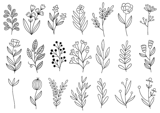 Collection forest fern eucalyptus art foliage natural leaves herbs in line style. Decorative beauty elegant illustration for design hand drawn flower