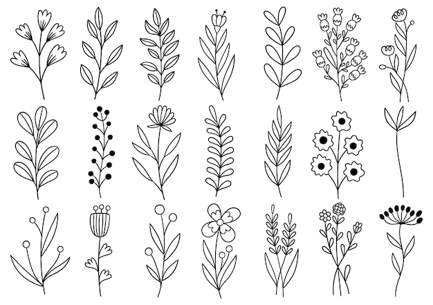 Collection forest fern eucalyptus art foliage natural leaves herbs in line style. Decorative beauty elegant illustration for design hand drawn flower