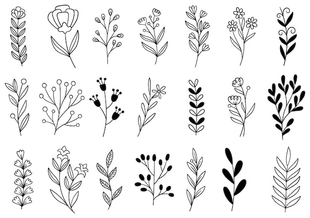 Collection forest fern eucalyptus art foliage natural leaves herbs in line style.  hand drawn flower