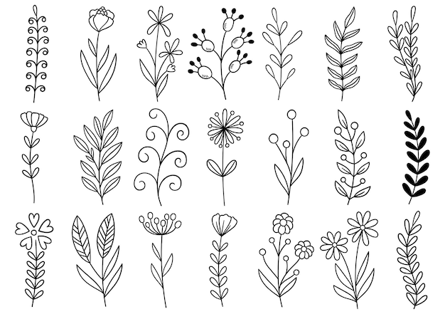 Collection forest fern eucalyptus art foliage natural leaves herbs in line style.  hand drawn flower