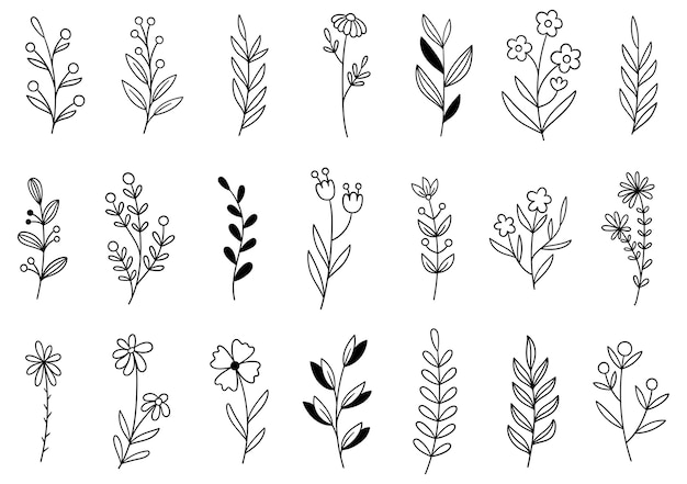 Vector collection forest fern eucalyptus art foliage natural leaves herbs in line style.