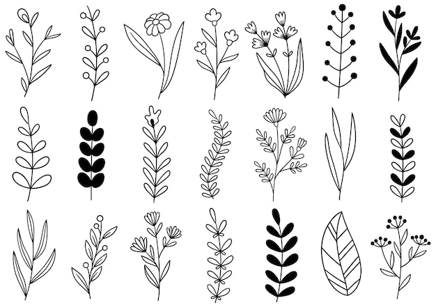 Vector collection forest fern eucalyptus art foliage natural leaves herbs in line style.