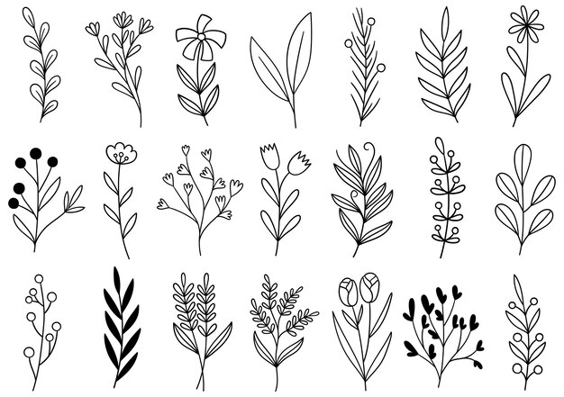 Vector collection forest fern eucalyptus art foliage natural leaves herbs in line style.