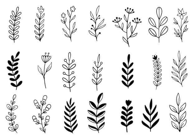 Collection forest fern eucalyptus art foliage natural leaves herbs in line style.