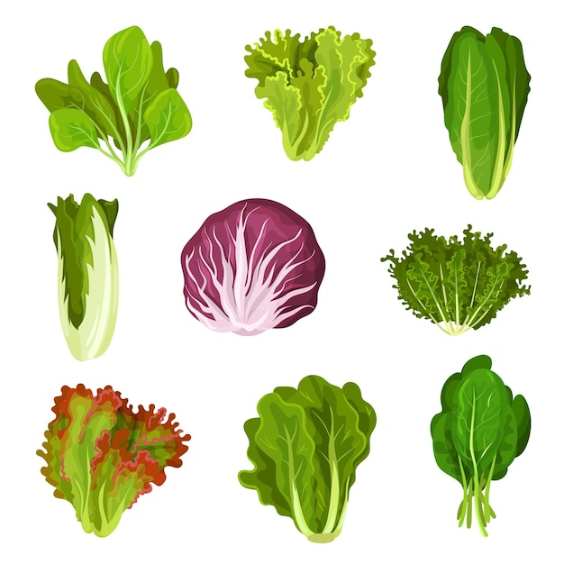 Collection of fresh salad leaves radicchio lettuce romaine kale collard sorrel spinach mizuna healthy organic vegetarian food vector Illustration isolated on a white background