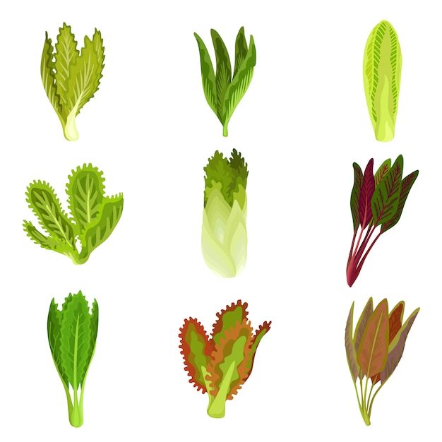Raccolta di foglie di insalata fresca, radicchio, lattuga, romaine, cavolo, cavolo, acetosa, spinaci, mizuna sana cucina vegetariana biologica