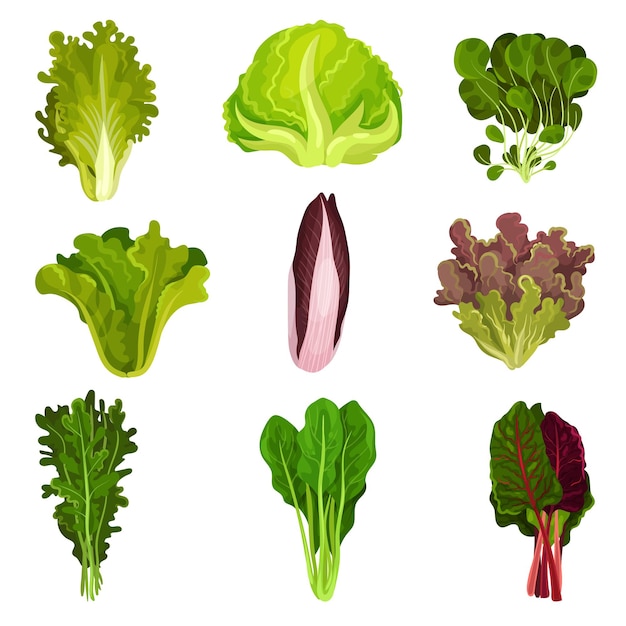 Collection of fresh salad leaves radicchio lettuce spinach arugula rucola mache watercress iceberg collard healthy organic vegetarian food vector Illustration isolated on a white background