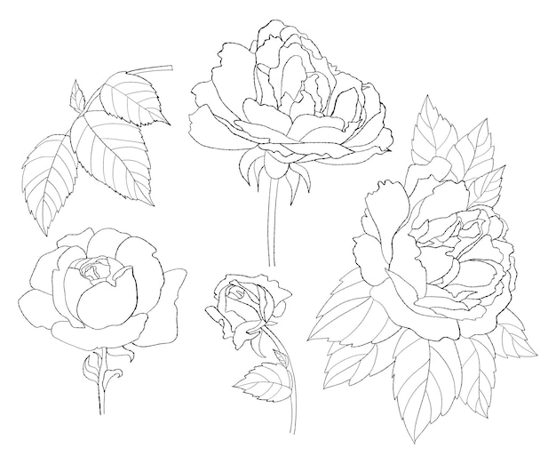 Collection garden flowers rose Linear hand drawn plants leaves and branches