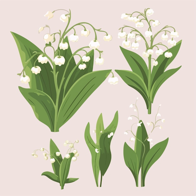 Vector collection of graceful lily of the valley illustrations for your design projects