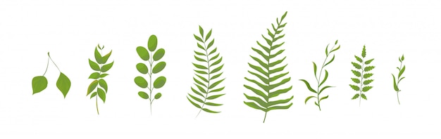 Collection of green forest fern. Leaves