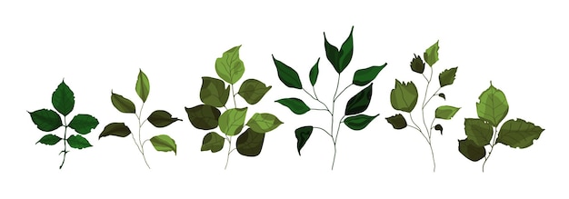 Collection of greenery branch leaves