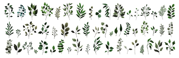 Raccolta di foglie di verde ramoscello piante flora. oggetti floreali per matrimoni ad acquerello, fogliame botanico. illustrazione vettoriale elegante primavera a base di erbe per biglietto d'invito