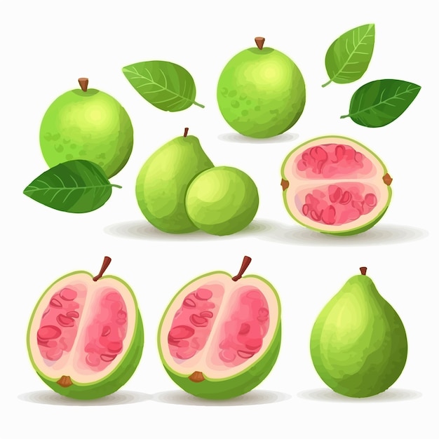 Vector collection of guava illustrations with a modern and sleek style