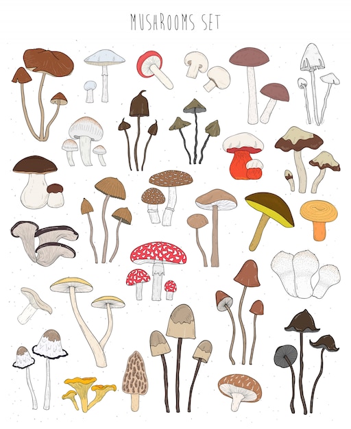 Raccolta di funghi colorati disegnati a mano. imposta commestibile