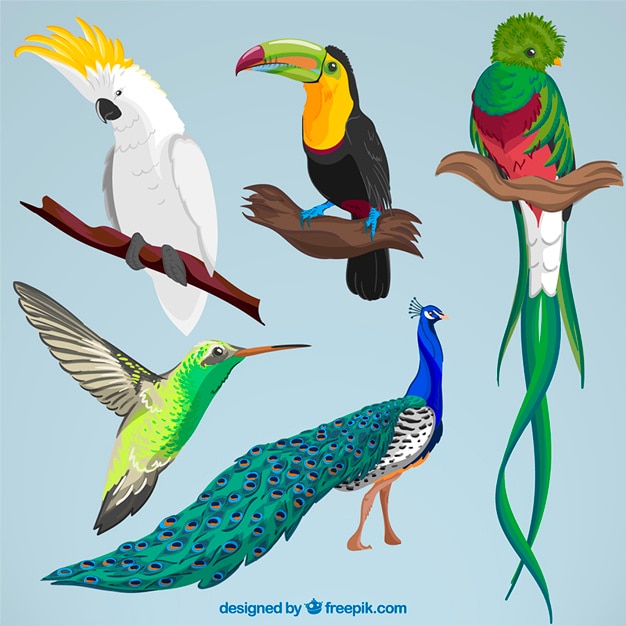 Vector collection of hand drawn exotic bird