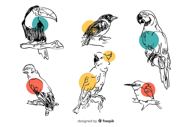 Vector collection of hand drawn exotic bird