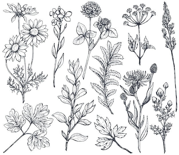 Collection of hand drawn flowers and herbs isolate on white background