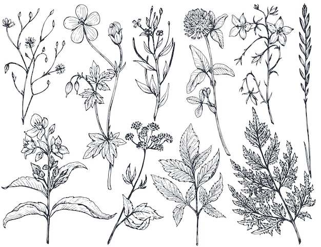 Vector collection of hand drawn flowers and herbs