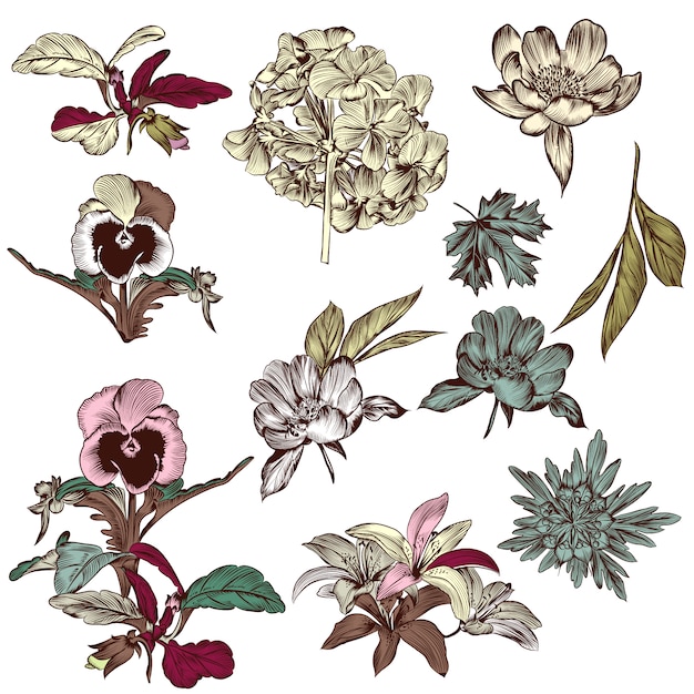 Vector collection of hand drawn flowers and leaves