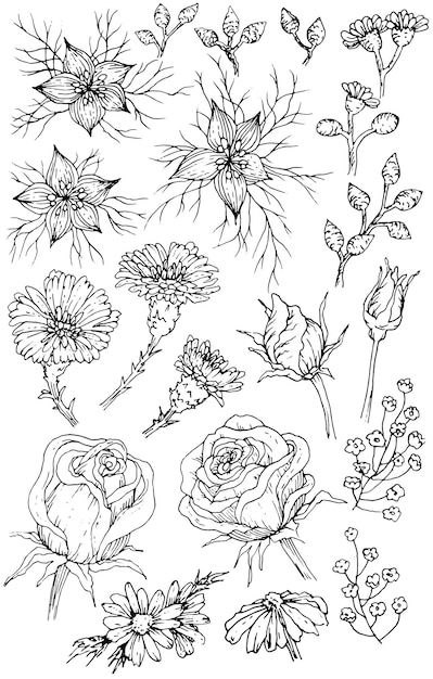 Collection of hand drawn flowers and plants Black and white