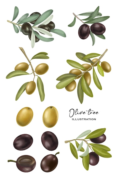 Raccolta di olive verdi e nere disegnate a mano e rami di ulivo