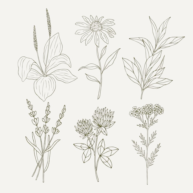 Vector collection of hand drawn herbal and medicinal plants