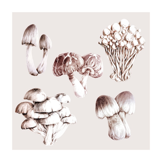 Vector collection of hand drawn mushrooms