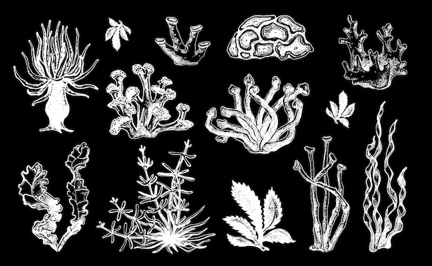 Vector collection of hand drawn ocean plants and coral reef elements algae sketch vector