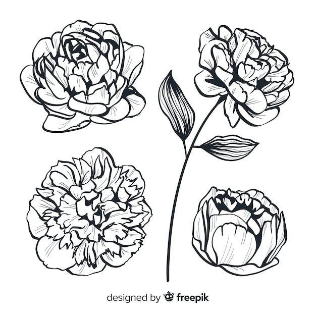 Collection of hand drawn peony flowers