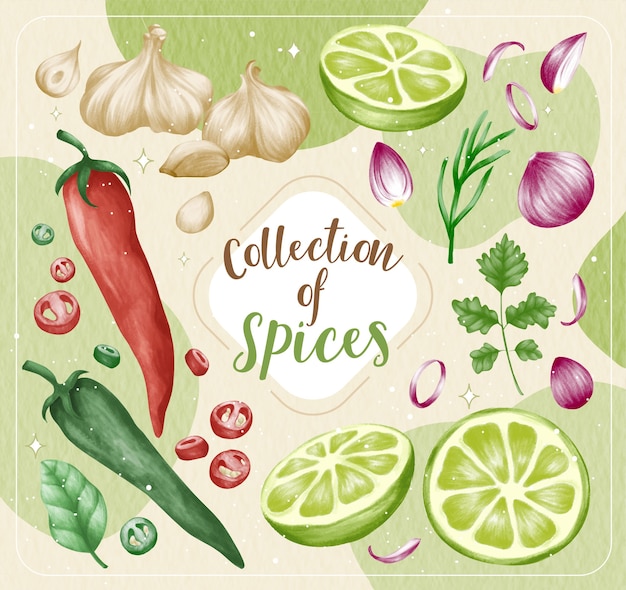 Collection of hand drawn spices