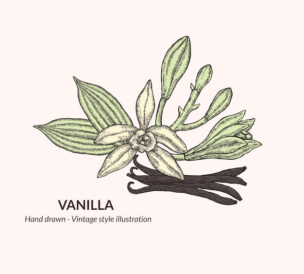 Collection of hand drawn vanilla flower illustrations Vanilla flowers for packaging and logos