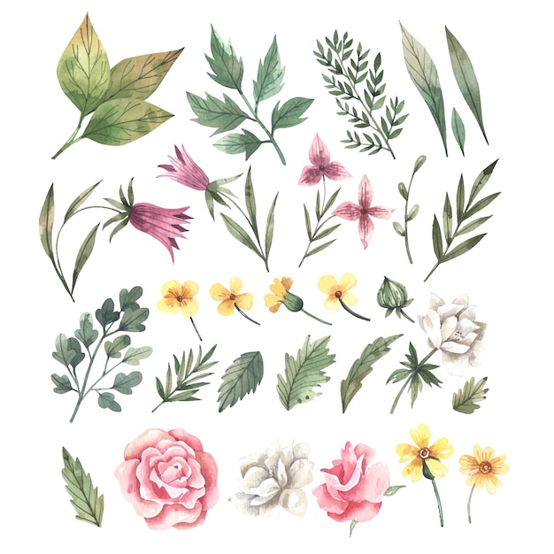 collection of hand drawn watercolor leaves and flowers isolated on white background