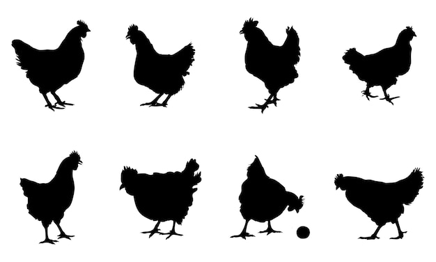 collection of Hen silhouettes on white background Premium Vector