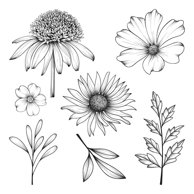 Collection of herbs and wild flowers and leaves isolated on white