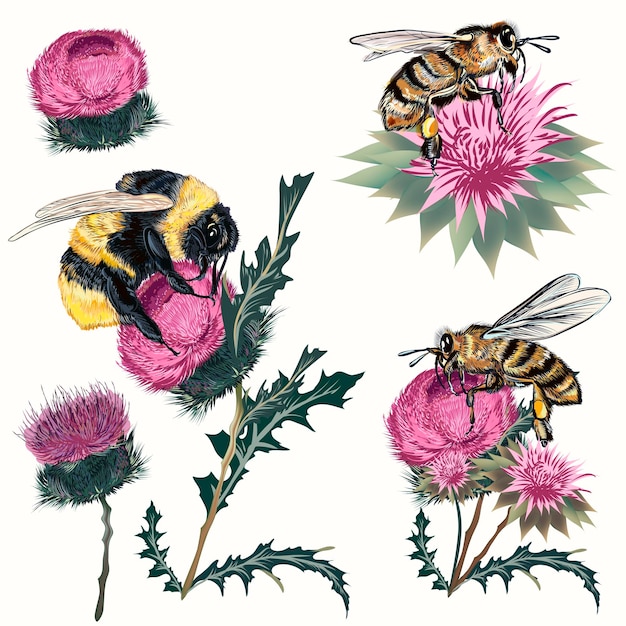 Vector collection of high detailed vector bee bumblebee and thistle isolated on white