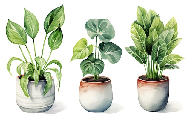 Collection of Illustrations of Potted Plants