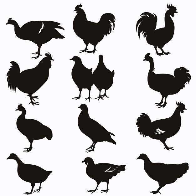 Vector a collection of images of chickens and roosters