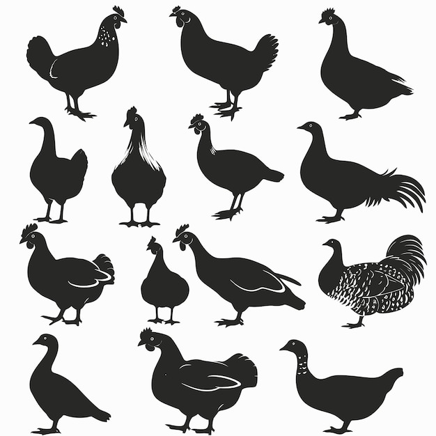 a collection of images of chickens and roosters