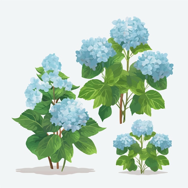 Collection of intricate hydrangea illustrations capturing the essence of nature