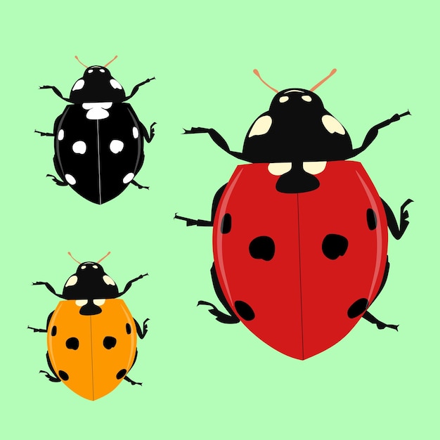 a collection of ladybugs including one with a black spot on the front