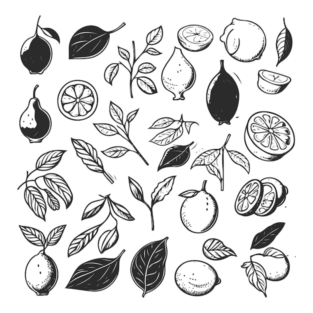 레몬 과일과 잎의 컬렉션