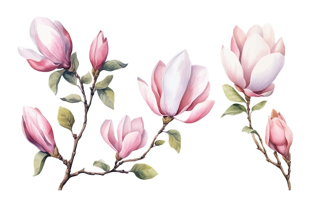 Collezione fiori di magnolia natura botanica collezione decorativa illustrazione vettoriale raccolta isolata set di foglie tropicali