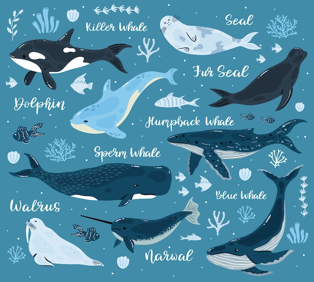 Vector collection of marine whales